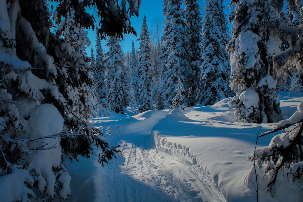 árvores e montanhas cobertas de neve durante o dia