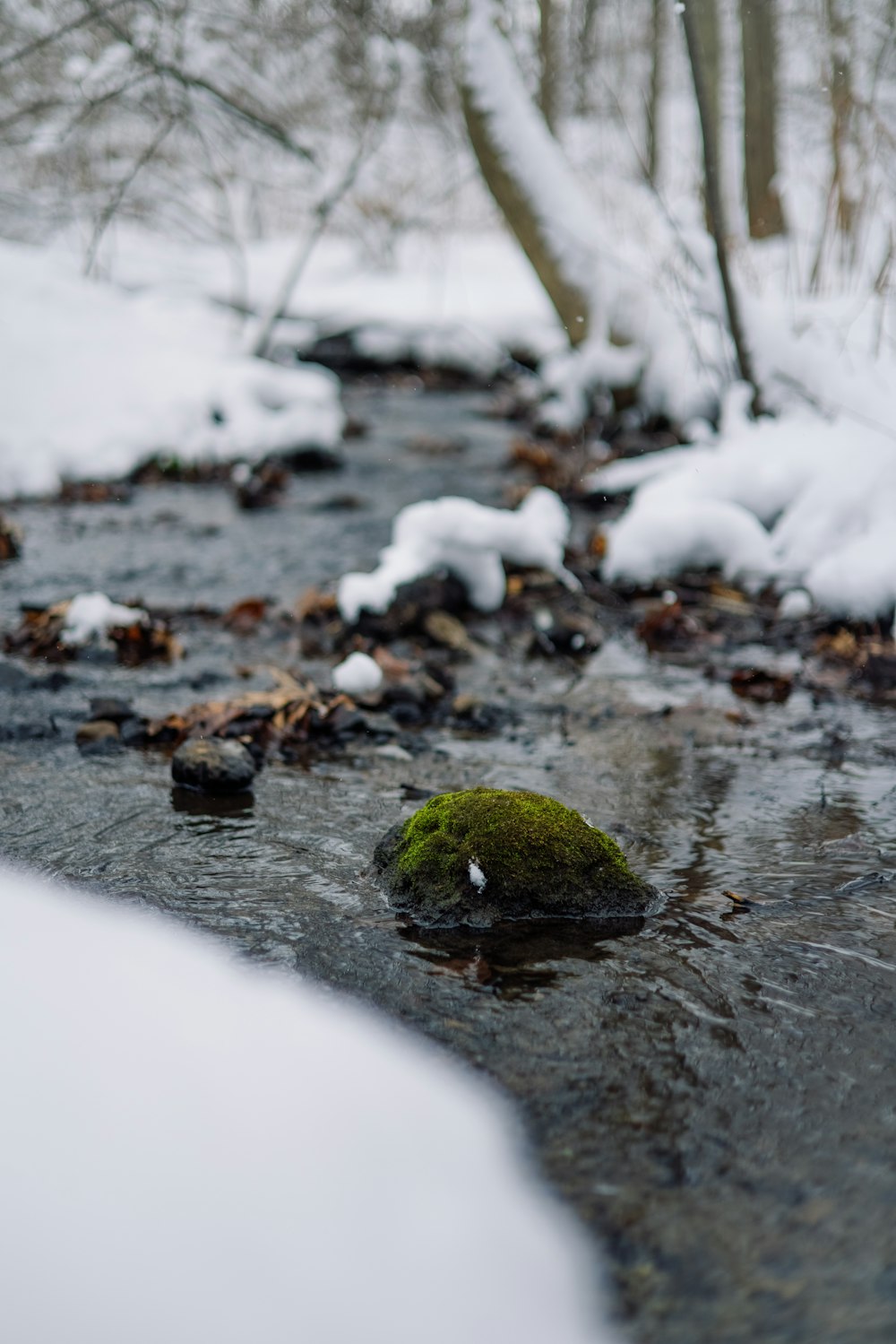 green moss on gray rock in the middle of the river