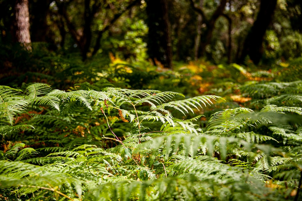 green fern plant during daytime