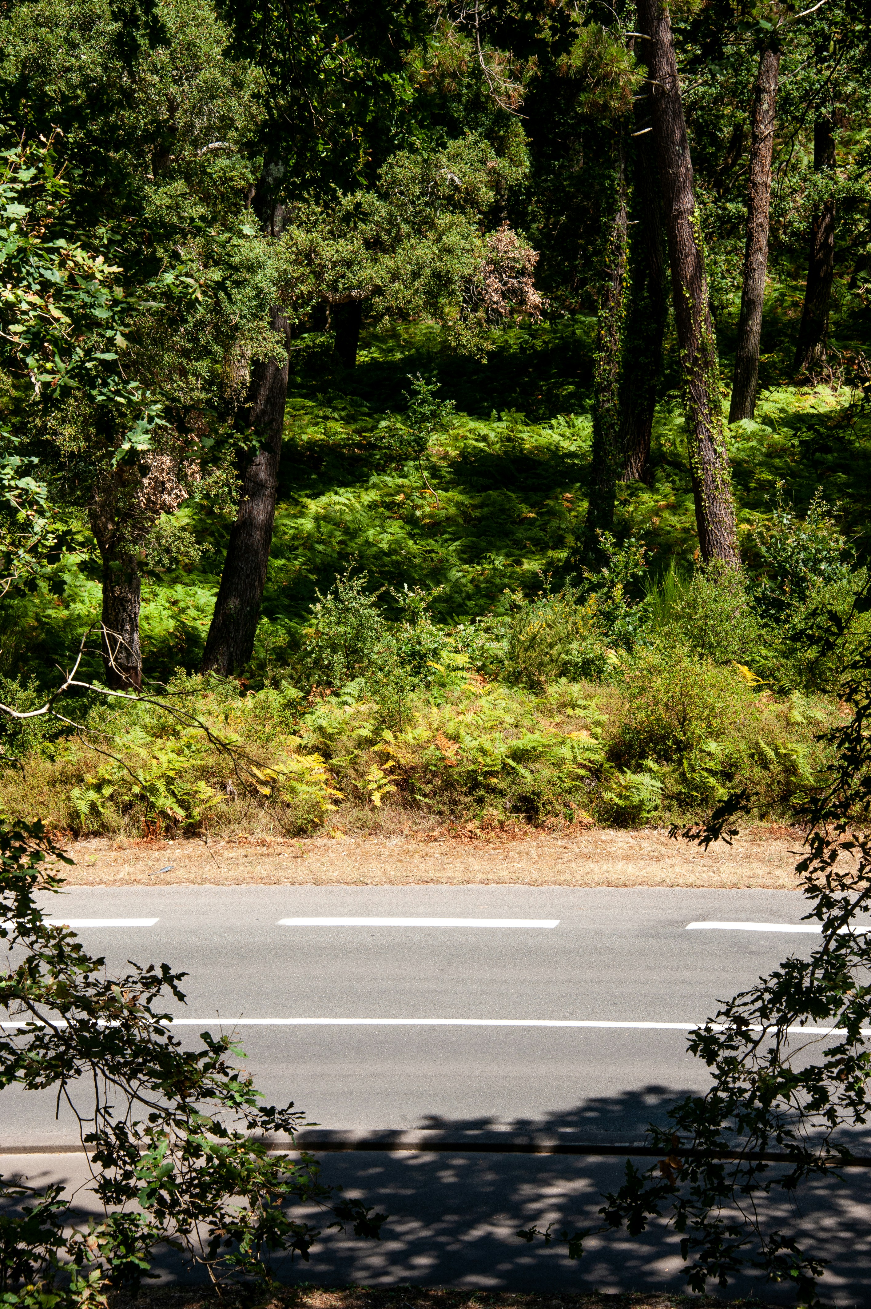 gray concrete road between green trees during daytime