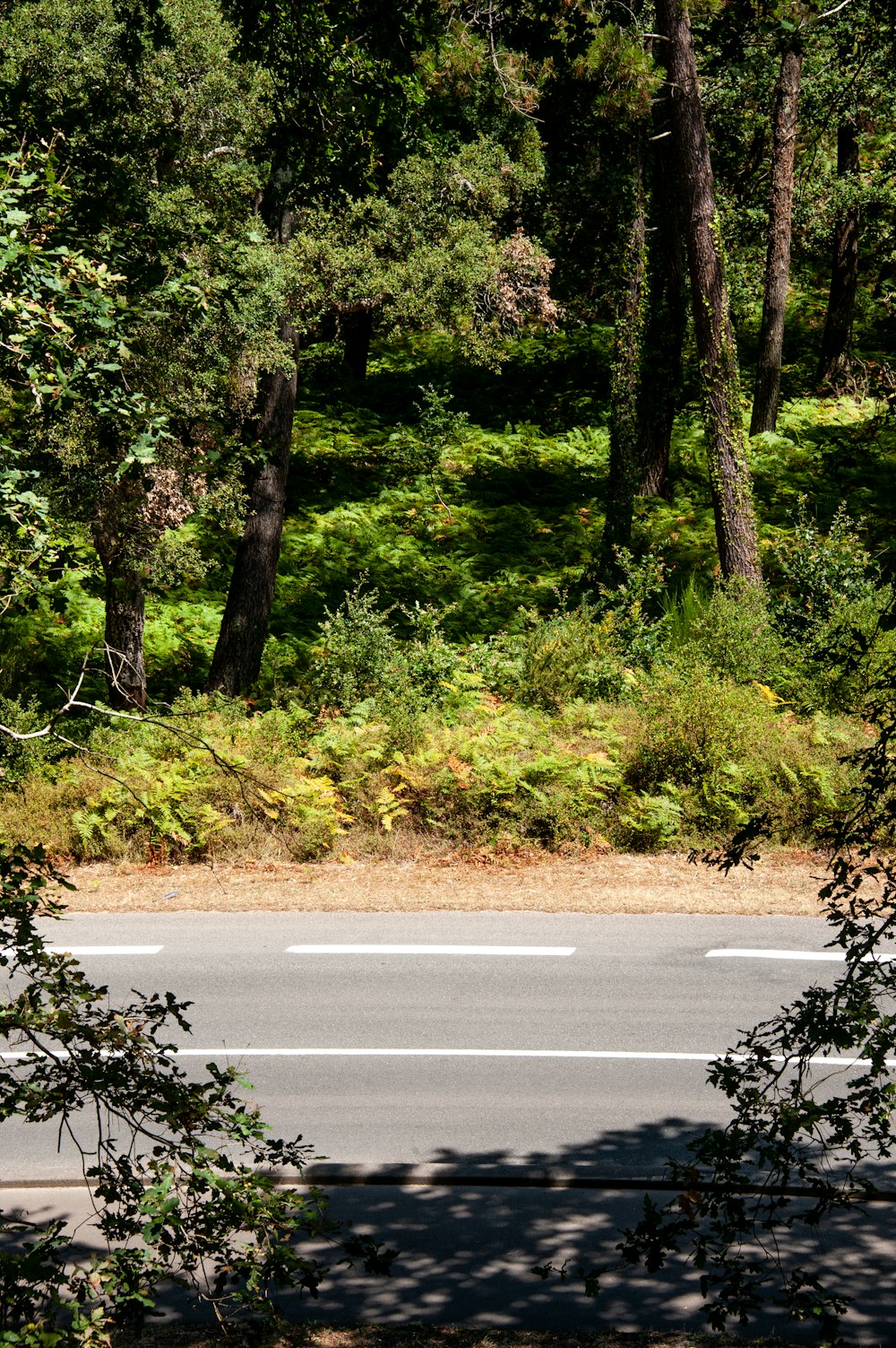 gray concrete road between green trees during daytime