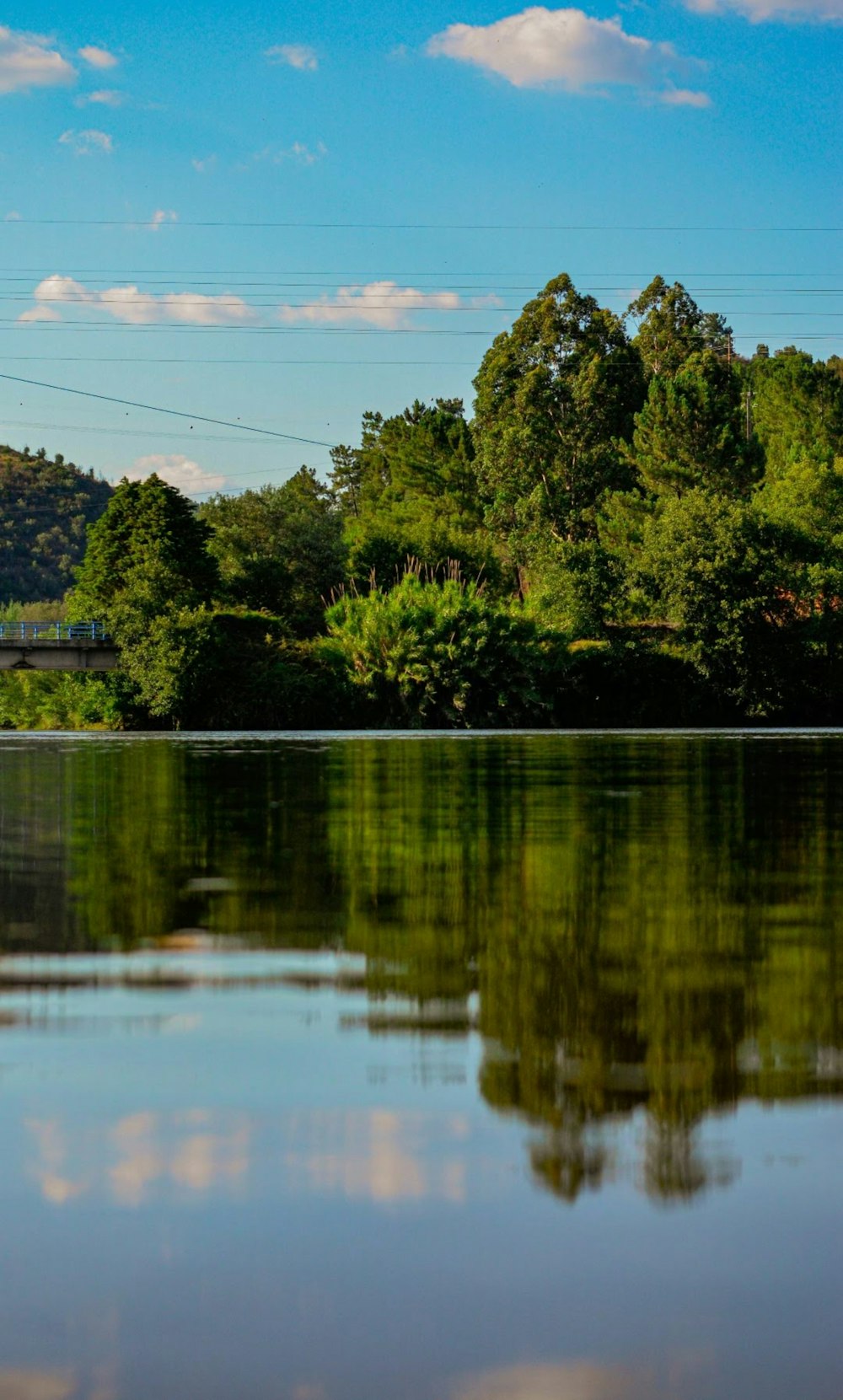 green trees beside body of water during daytime