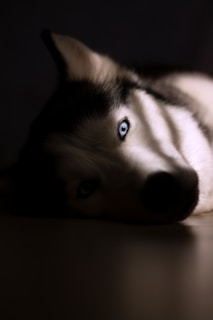 white and black siberian husky