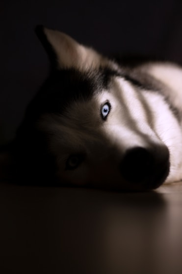 white and black siberian husky