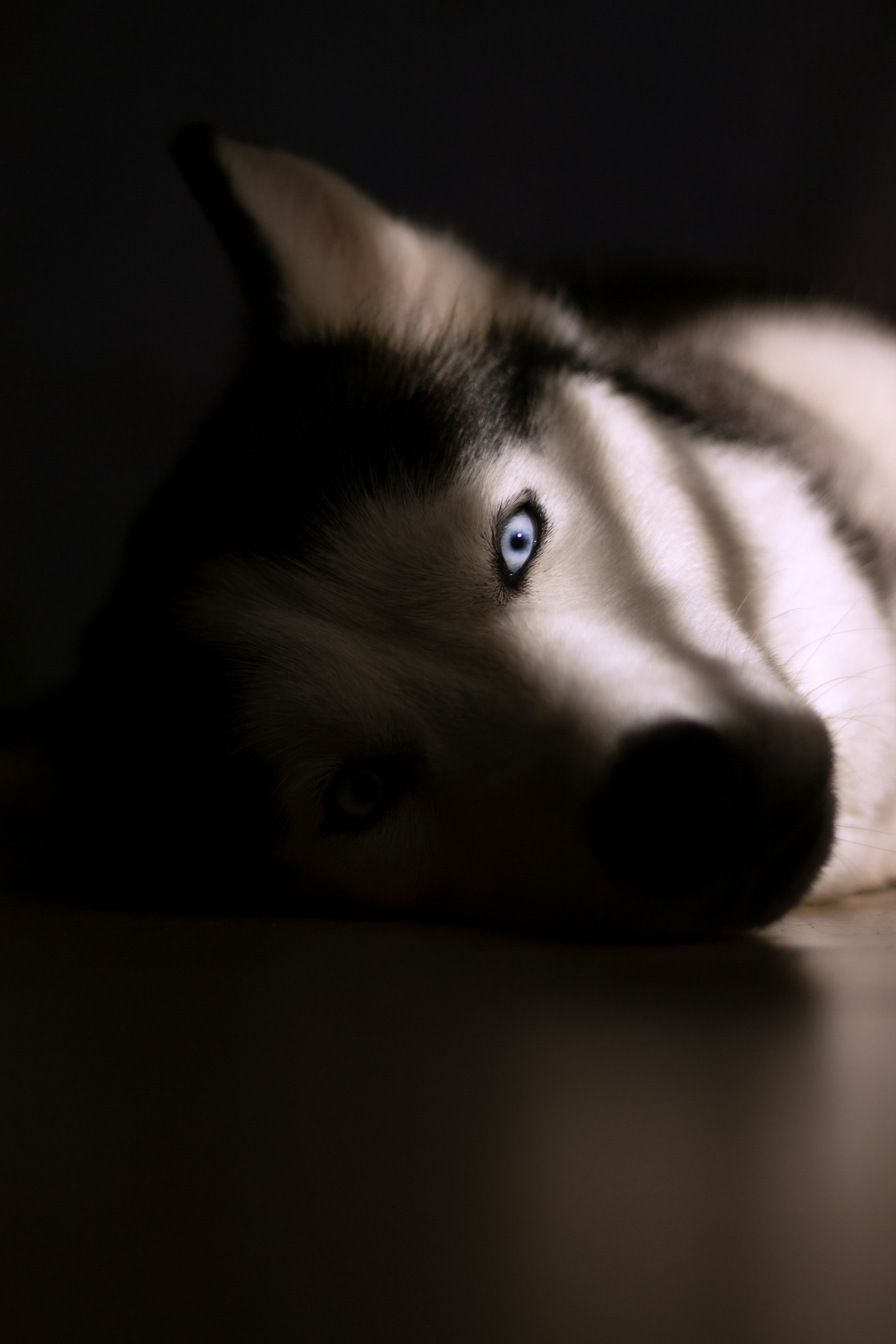 white and black siberian husky