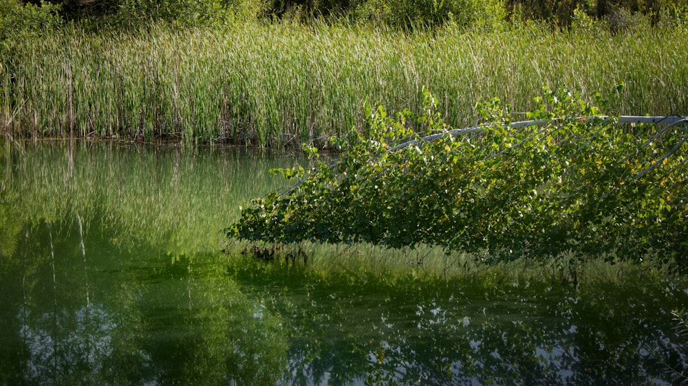 green grass on body of water