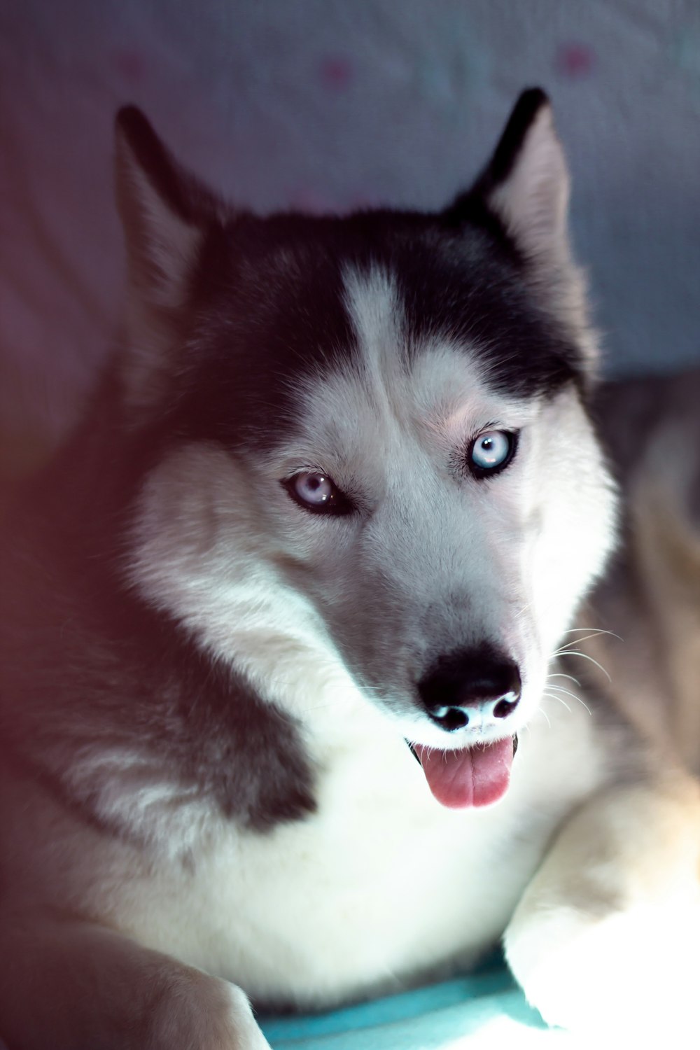 白と茶色のシベリアン ハスキーの子犬の写真 Unsplashの無料ハスキー写真