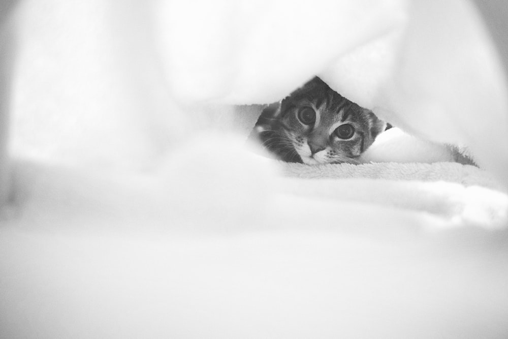 a black and white photo of a cat peeking out from under a blanket