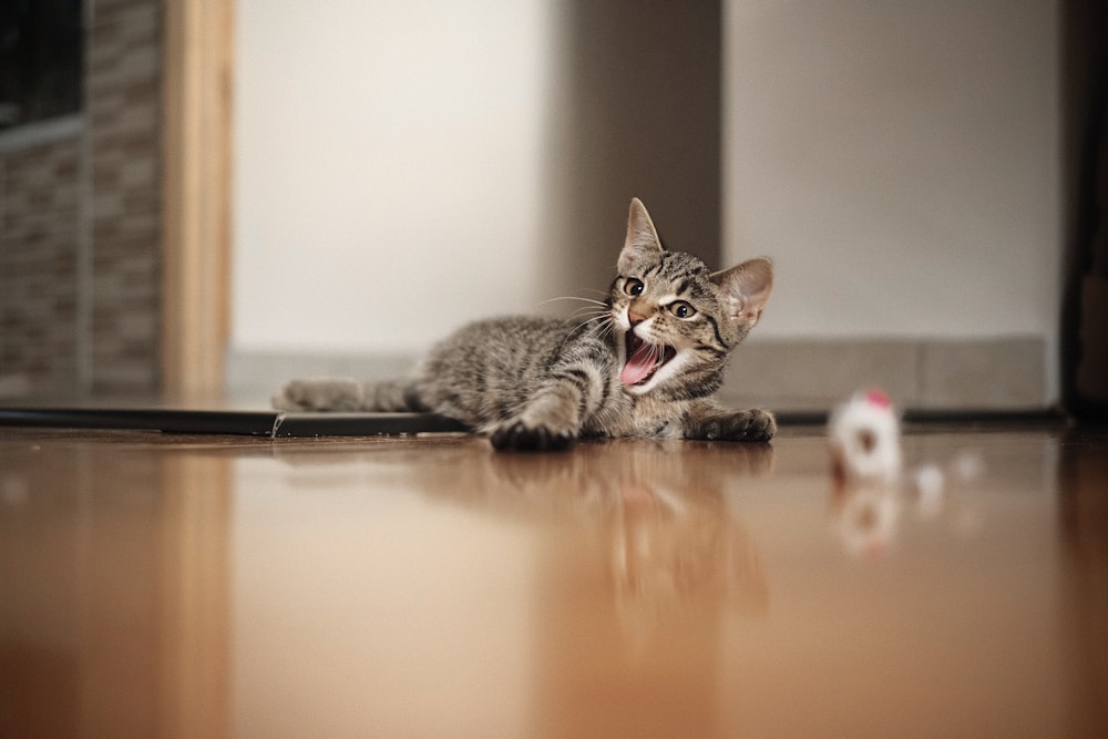 brown tabby cat on brown wooden table