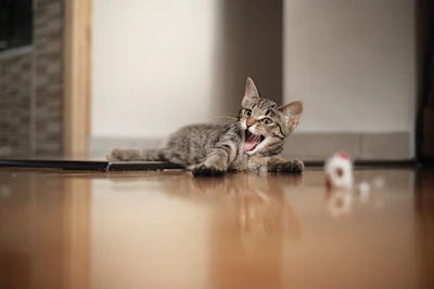 brown tabby cat on brown wooden table