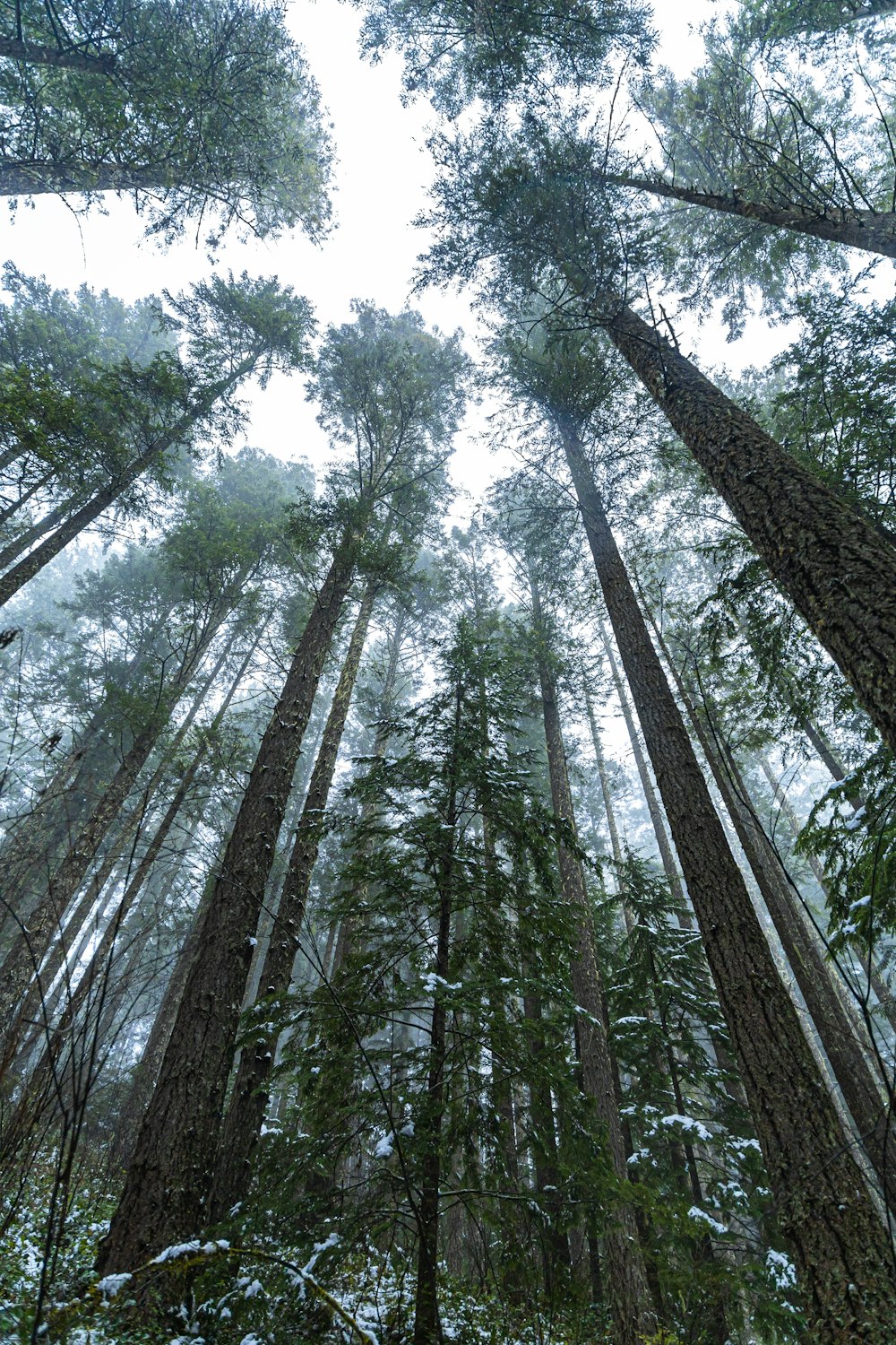 low angle photography of green trees during daytime