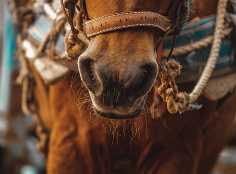 A close-up view of a horse's nose and snout, showing the leather bridle and part of the harness it is wearing. The horse appears to be brown with detailed whiskers visible around the nose. There are ropes and part of tack visible in the background.