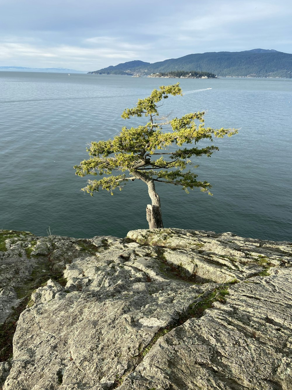 green tree on gray rock near body of water during daytime