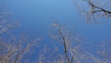 Sparse tree branches stretch upwards against a clear blue sky, giving a view from the ground upward perspective.