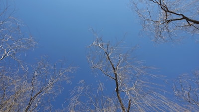 Sparse tree branches stretch upwards against a clear blue sky, giving a view from the ground upward perspective.