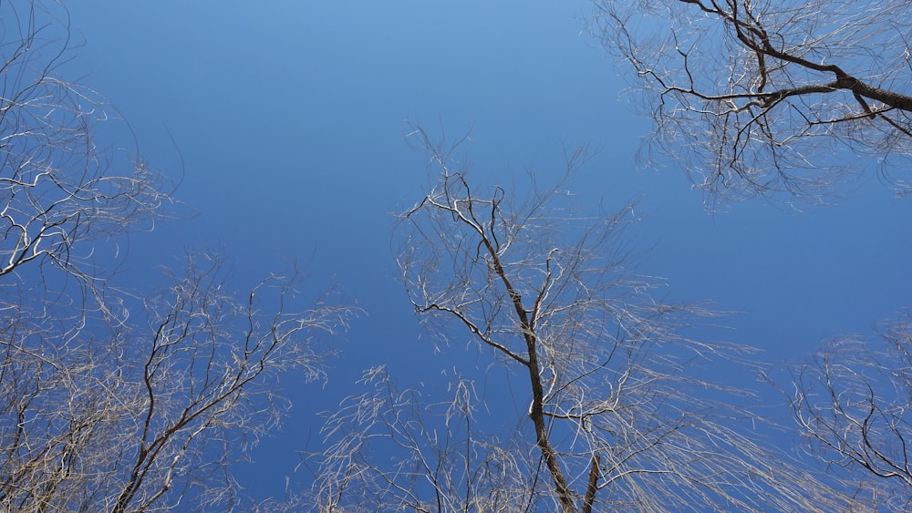 bare tree under blue sky during daytime