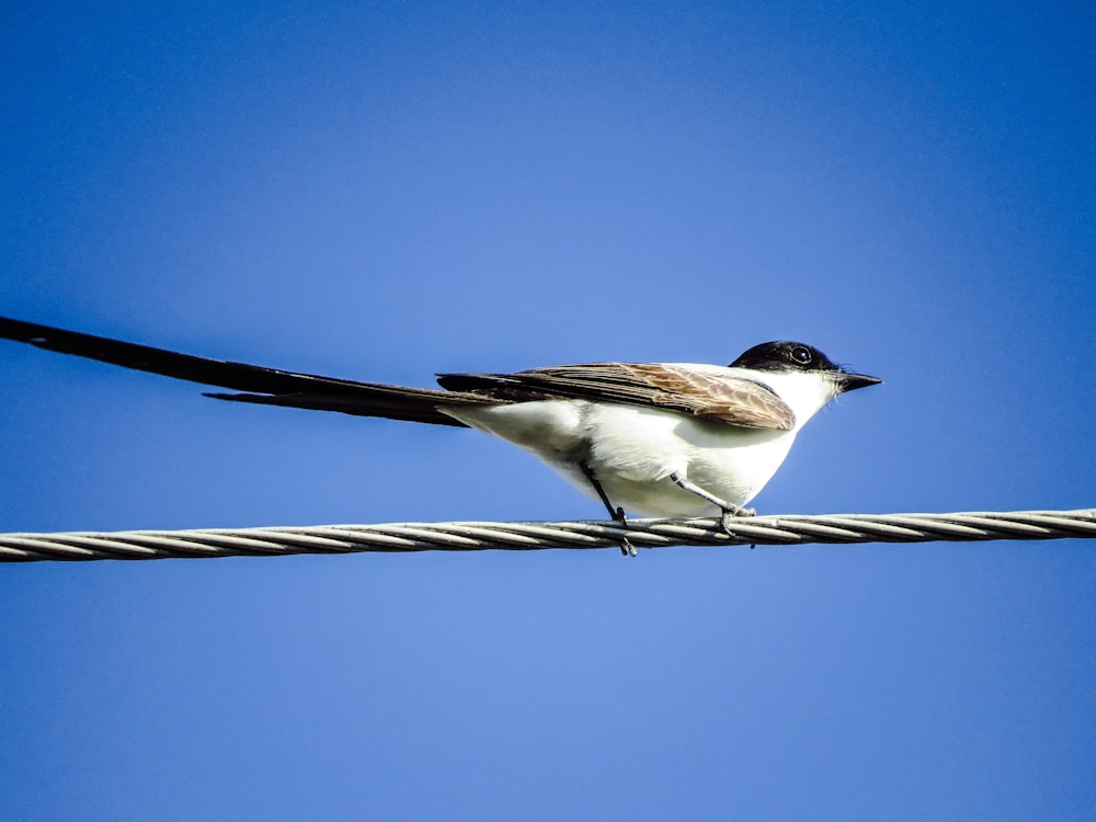 white and black bird on brown wooden stick