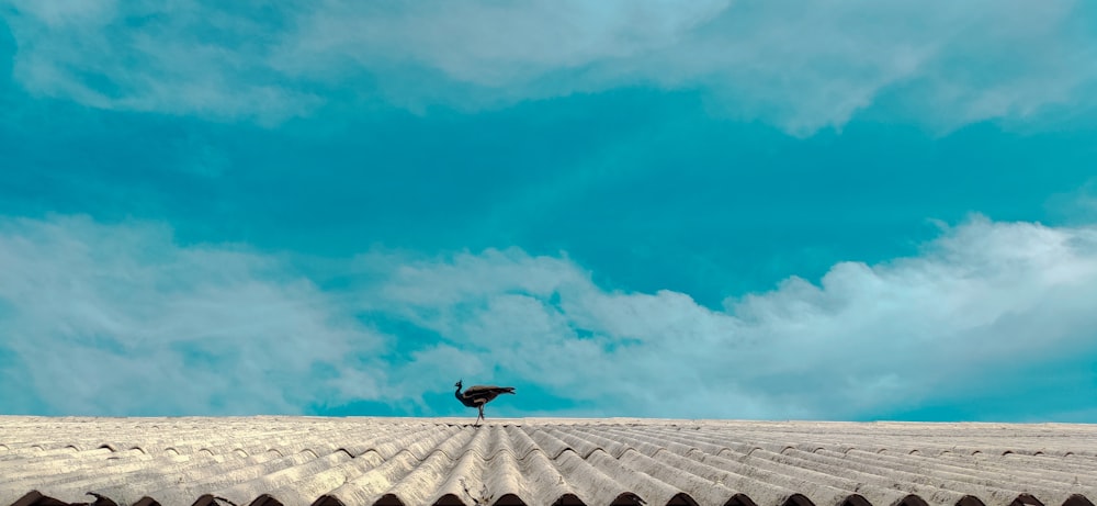 oiseau noir volant au-dessus du sable blanc pendant la journée