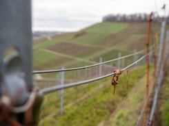 An image of a vineyard with close-up focus on a wire trellis and a brown plant tendril twined around it. The background features hilly terrain with rows of dormant grapevines stretching along the landscape. The sky is overcast, contributing to a calm and serene atmosphere.