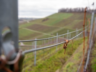 An image of a vineyard with close-up focus on a wire trellis and a brown plant tendril twined around it. The background features hilly terrain with rows of dormant grapevines stretching along the landscape. The sky is overcast, contributing to a calm and serene atmosphere.