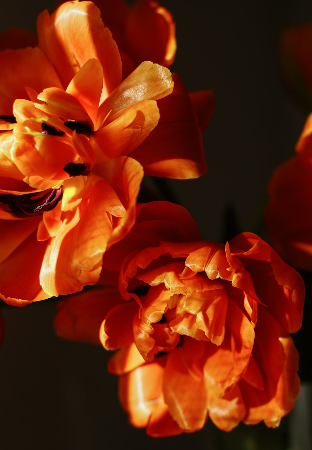 yellow and red flower in close up photography