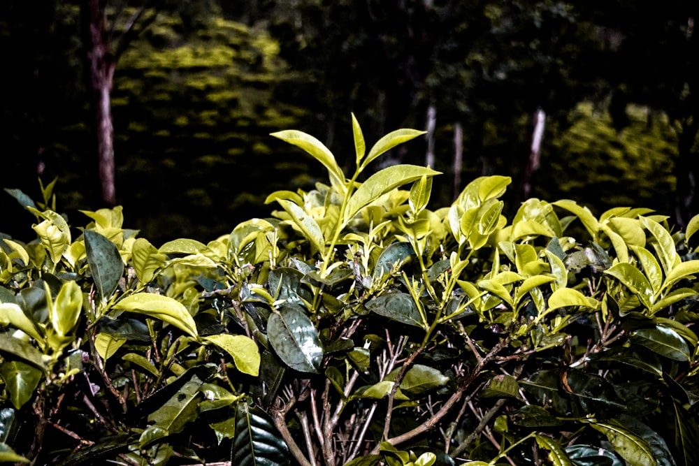 green leaves on brown tree branch