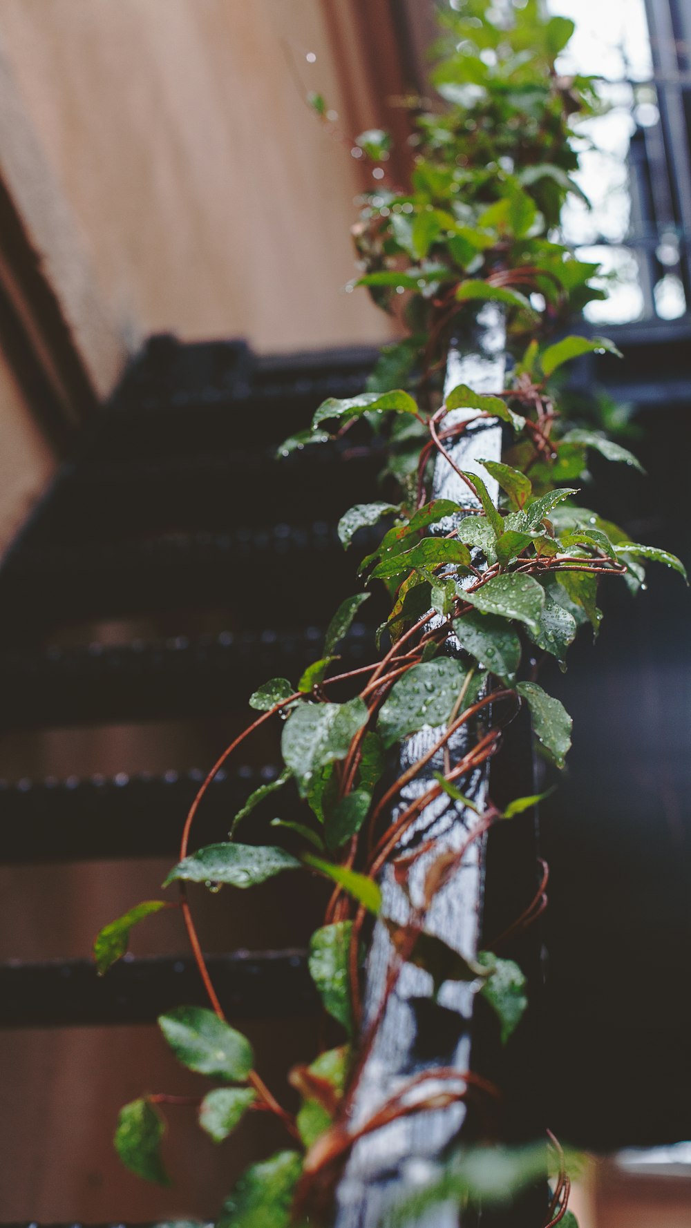 green plant on brown concrete wall