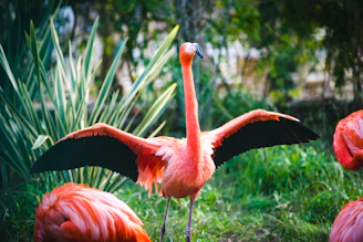 pink flamingo on green grass during daytime