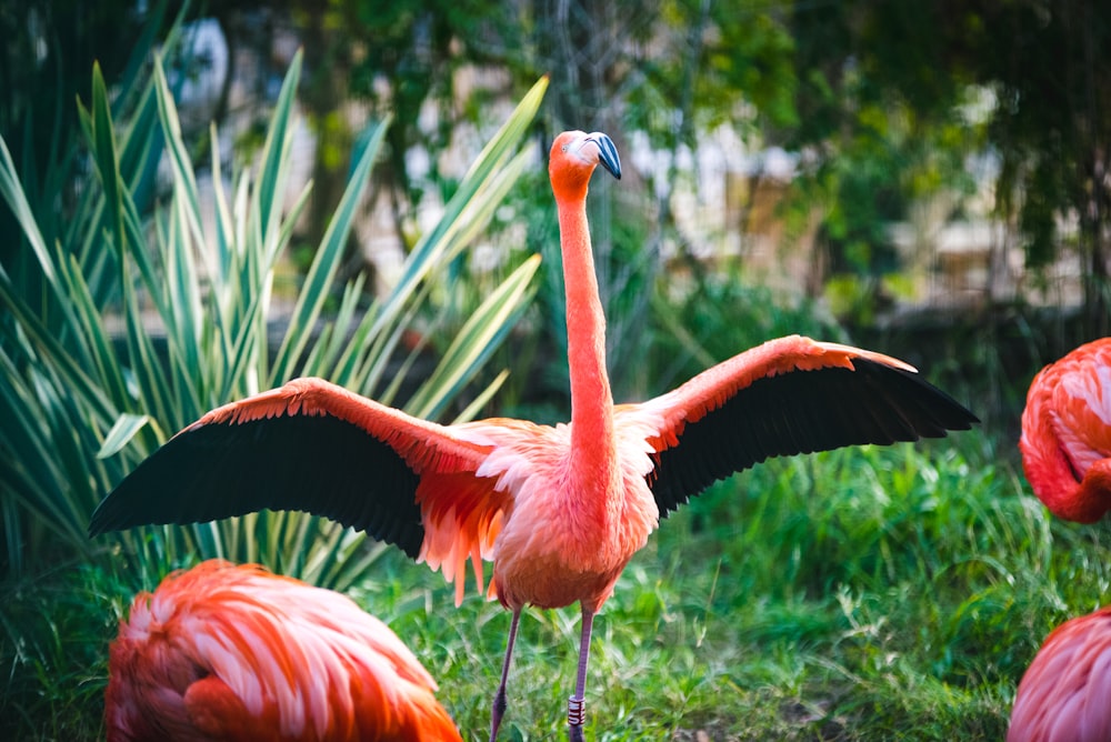 pink flamingo on green grass during daytime