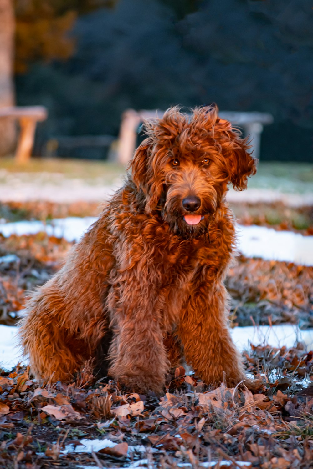 brown long coated dog on brown dried leaves during daytime