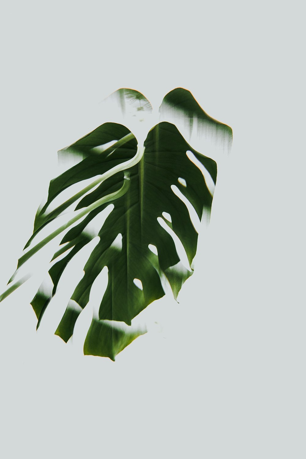 green leaf with white background