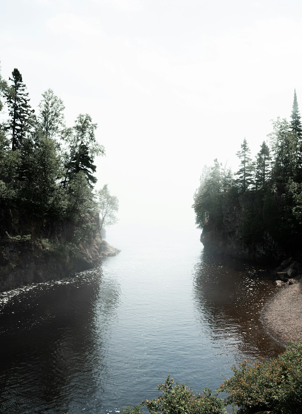 river between green trees during daytime