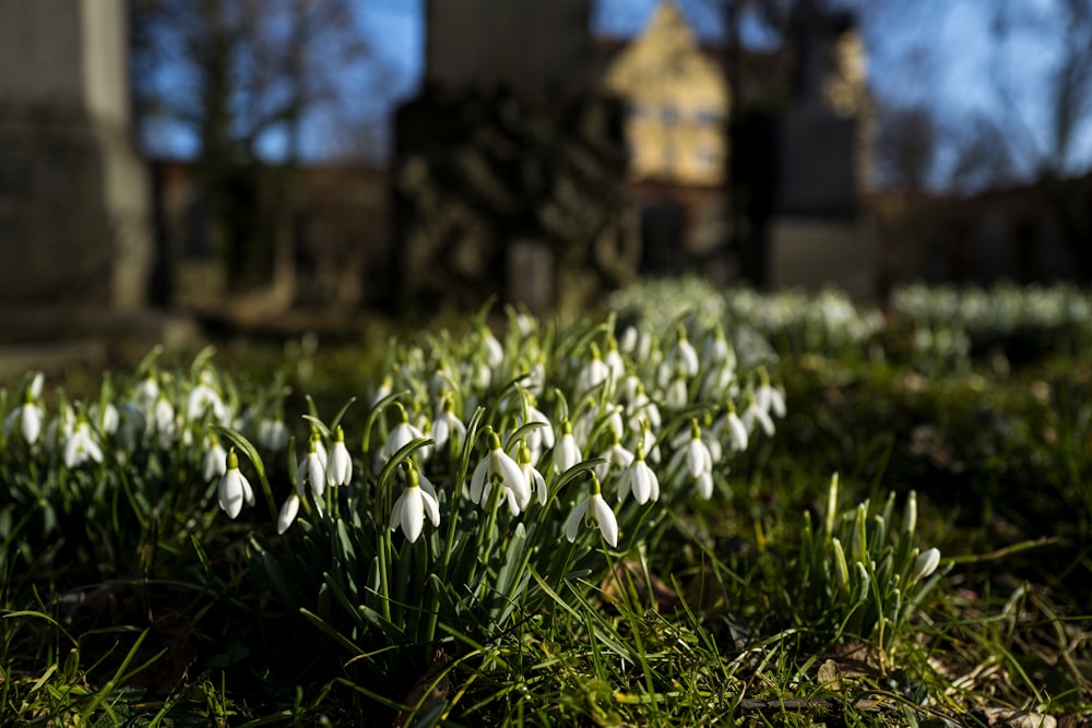 white flowers on green grass field during daytime