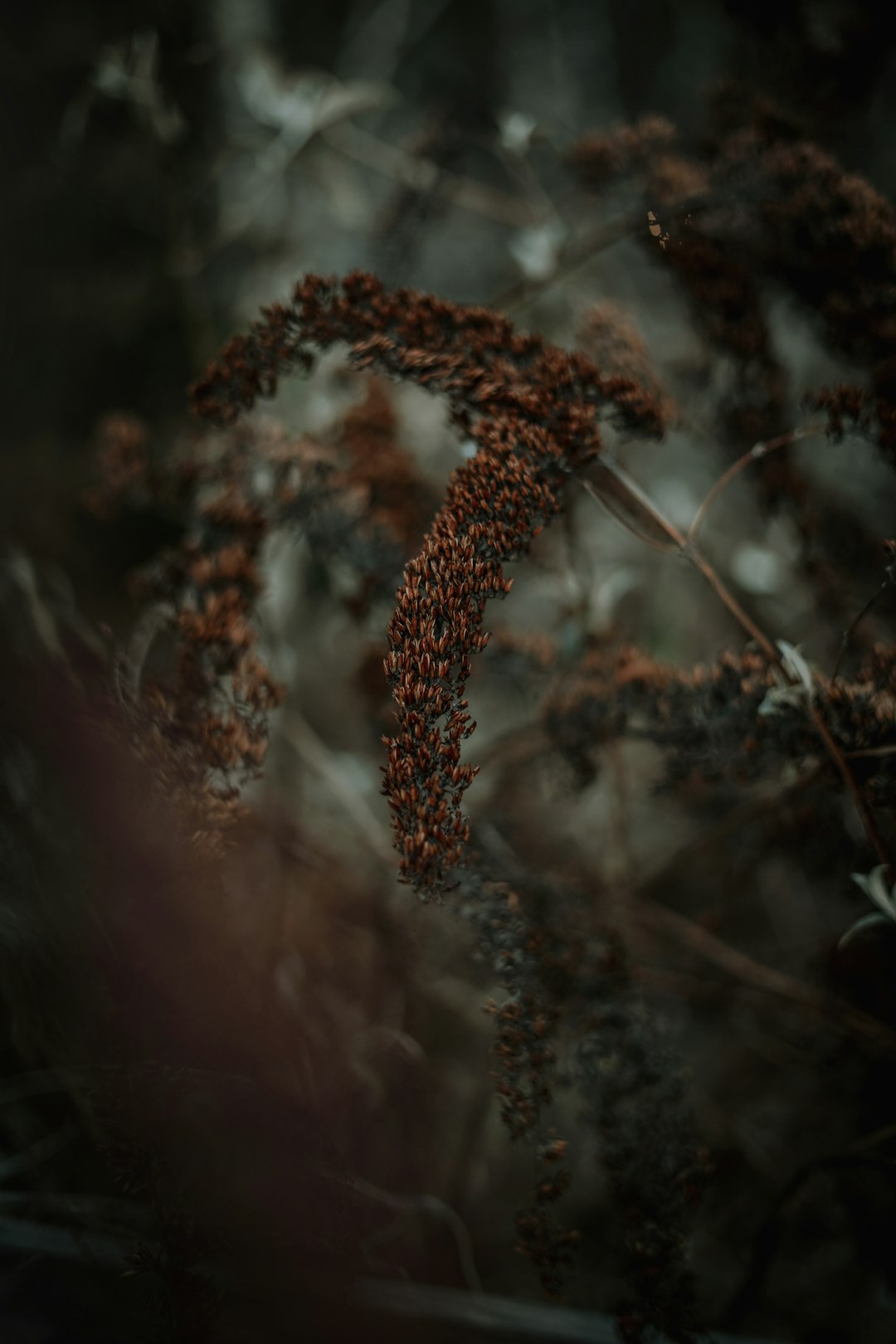 brown plant in tilt shift lens