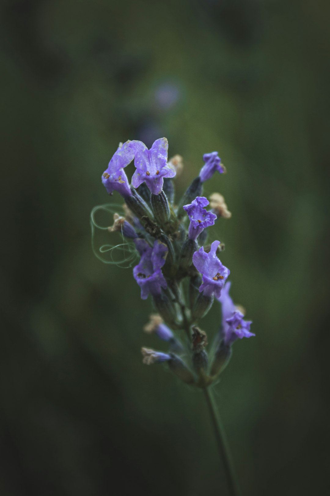 purple flower in tilt shift lens