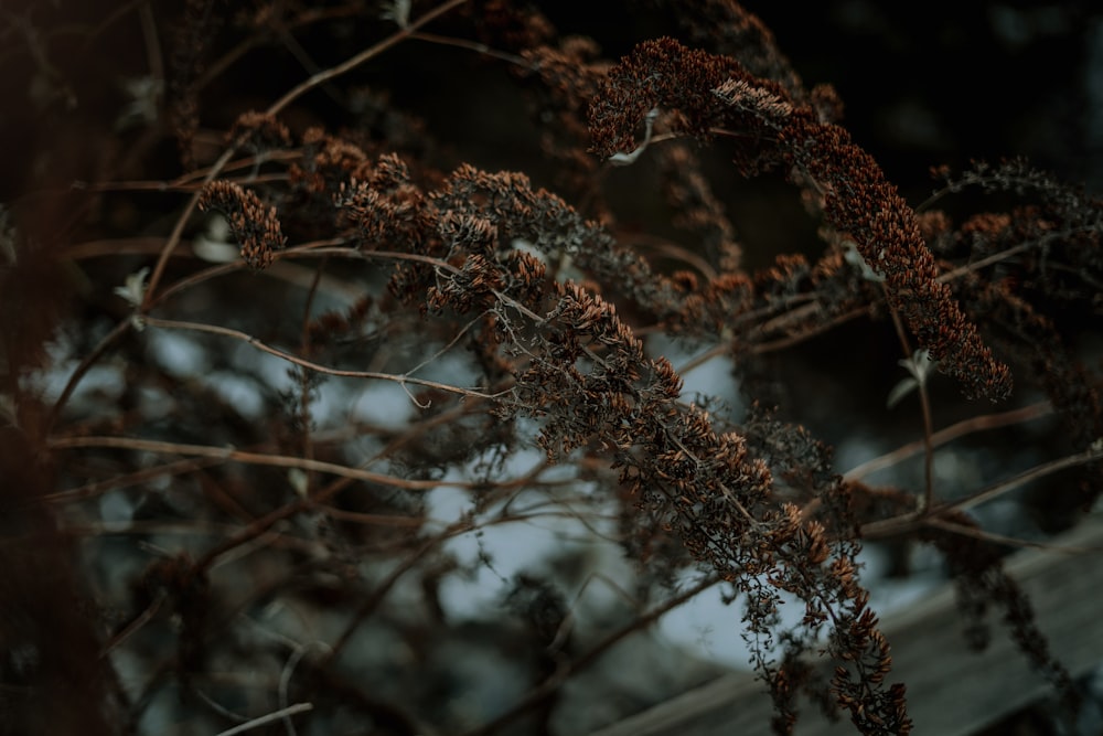 木の枝の茶色の乾燥した葉