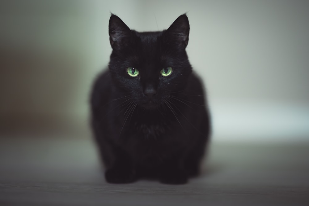 black cat on white floor