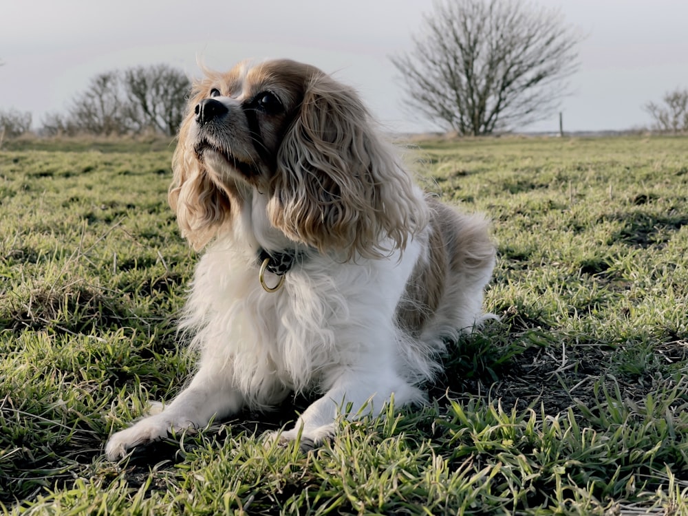 cão branco e marrom de revestimento longo no campo de grama verde durante o dia