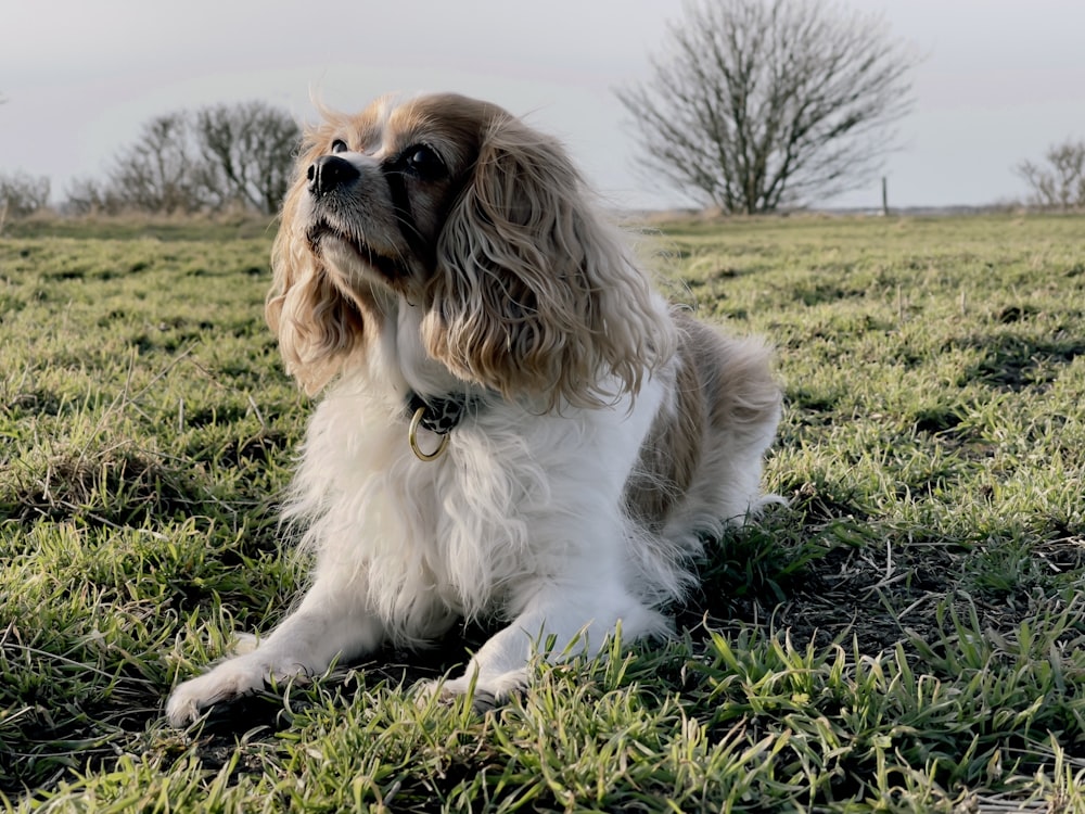 Perro de pelo largo blanco y marrón en un campo de hierba verde durante el día