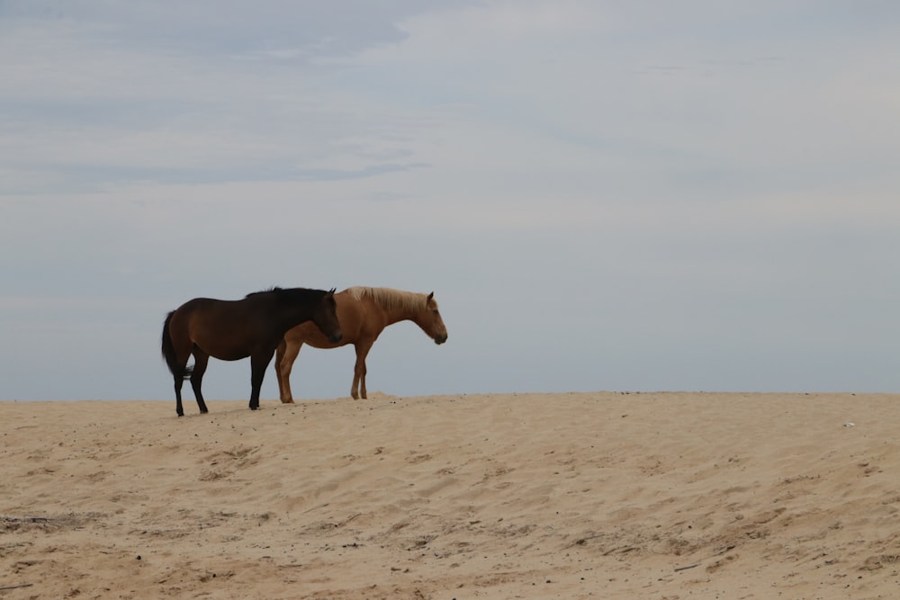 brown horse on brown sand during daytime