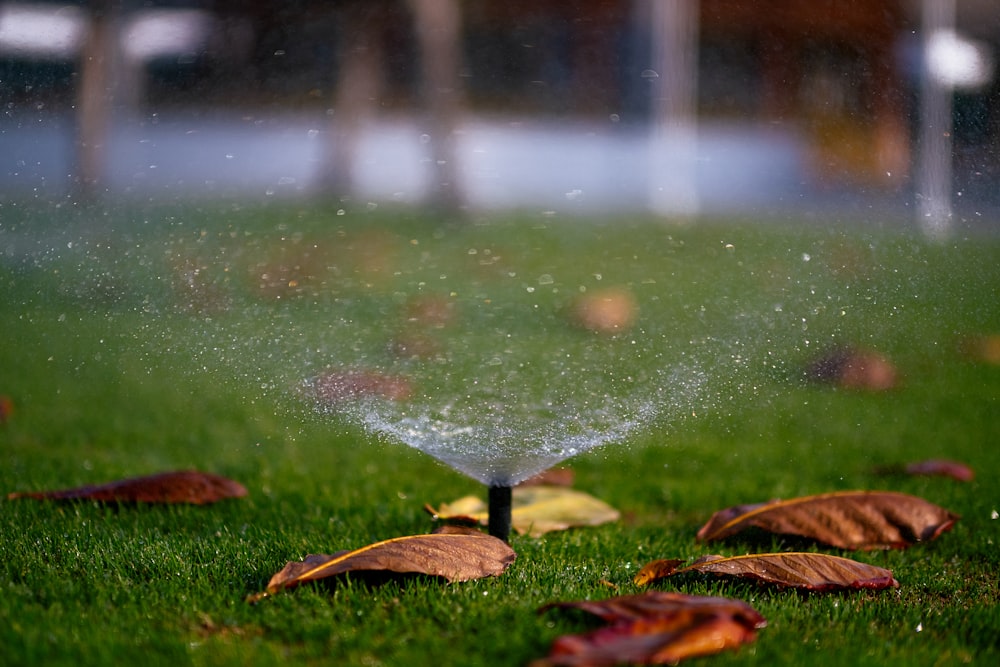 Wassertröpfchen auf grünem Gras tagsüber