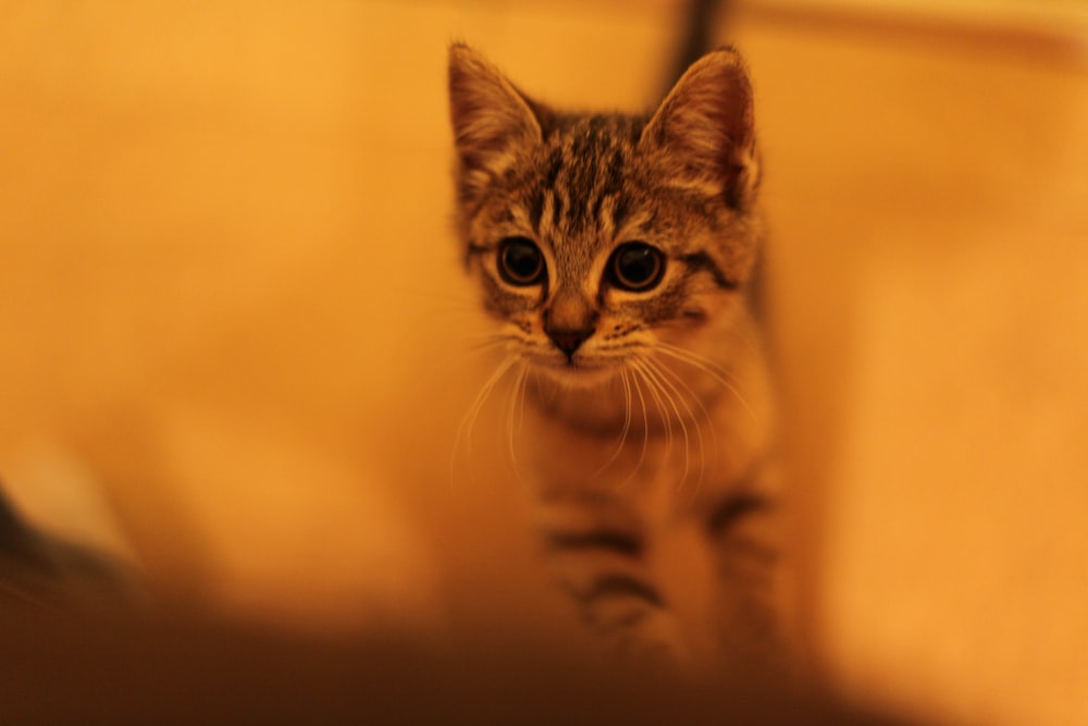 brown tabby cat in white background