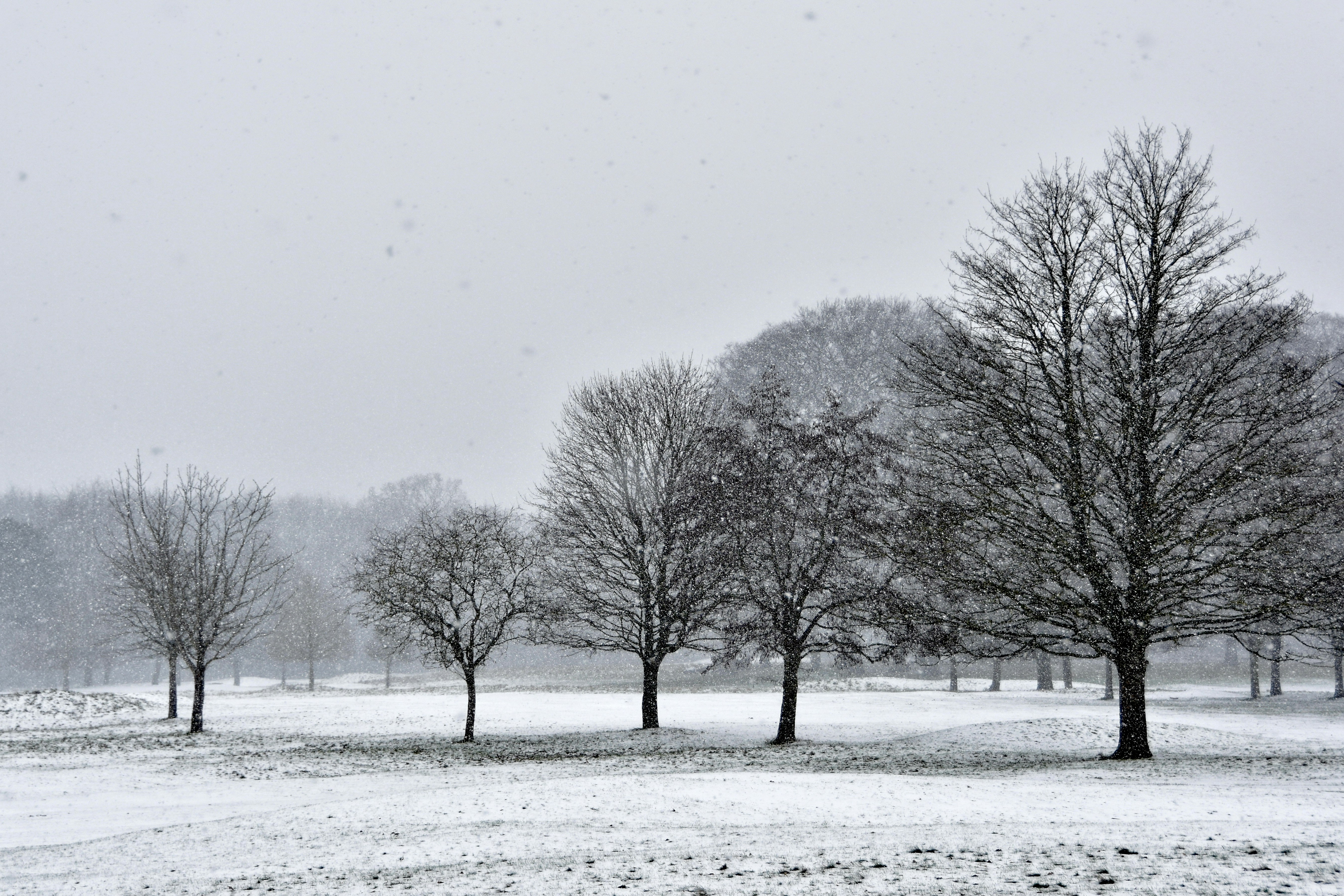 leafless trees on snow covered ground