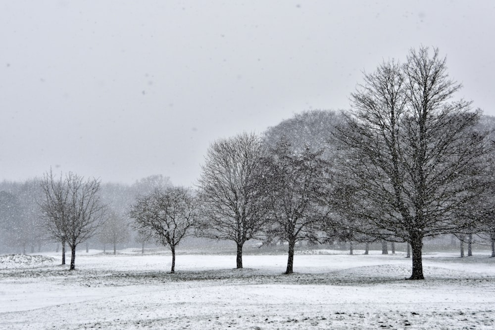 leafless trees on snow covered ground