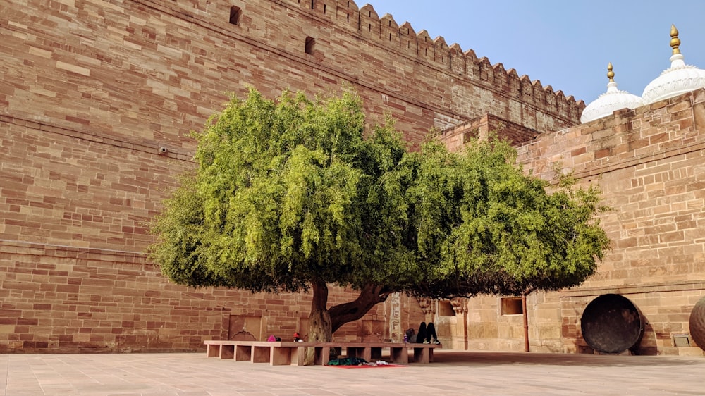 Árbol verde cerca de un edificio de ladrillo marrón