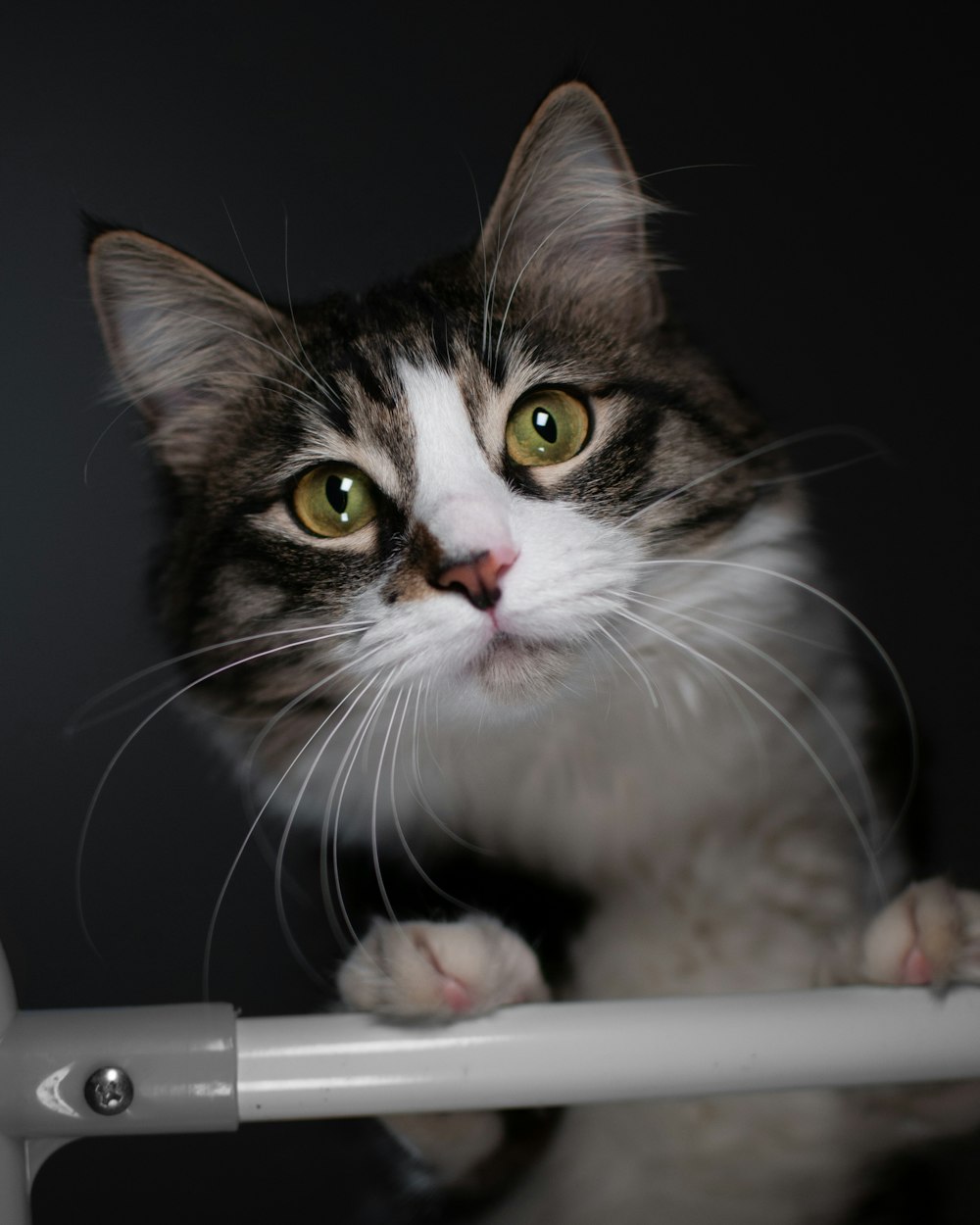 white and brown cat on white surface