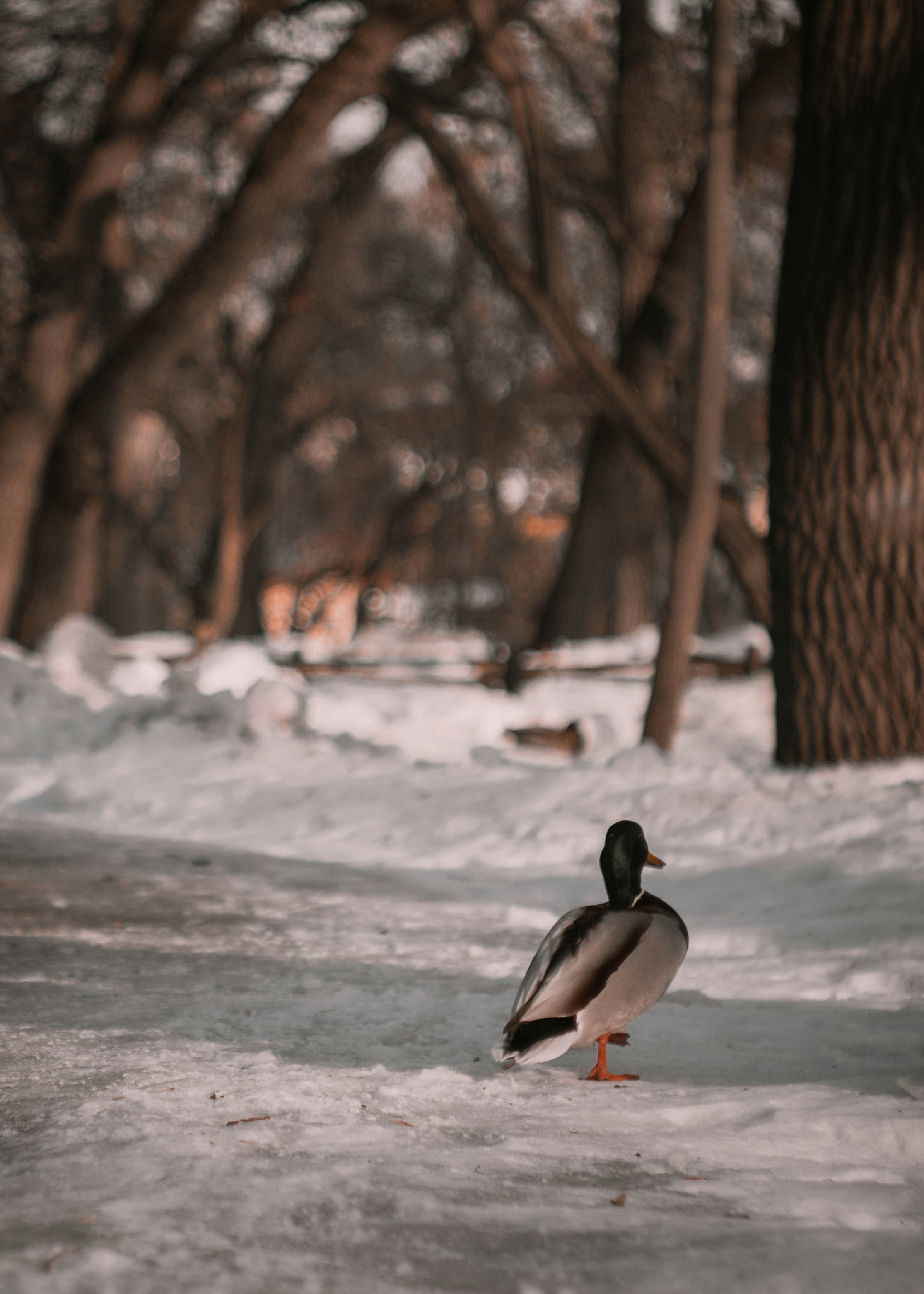 2 mallard ducks on snow covered ground during daytime