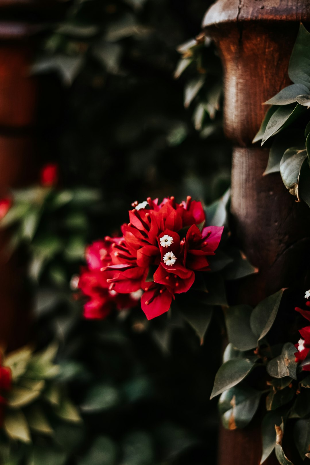 red flower on brown wooden post