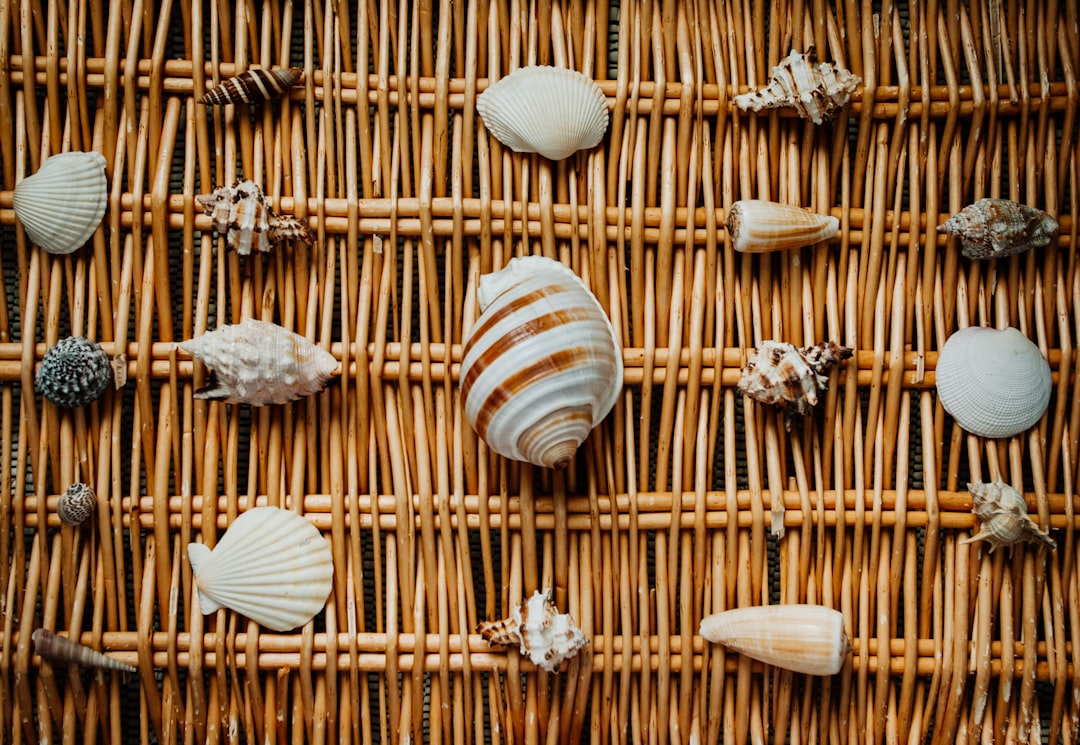 brown and white seashells on brown woven basket