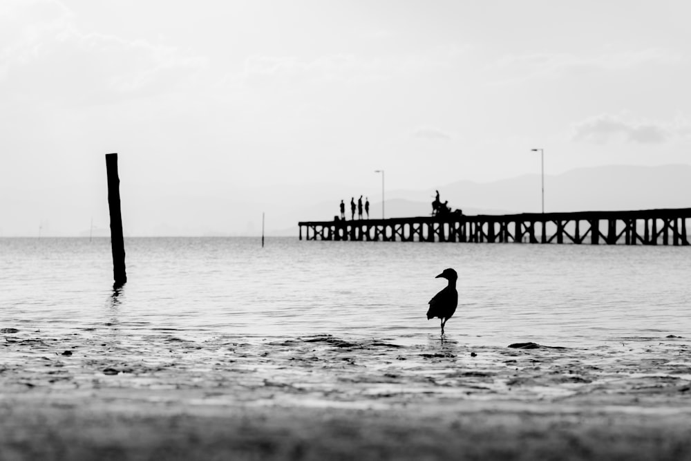 silhouette of bird on water